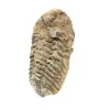 Trilobite du Maroc - 2