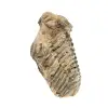 Trilobite du Maroc - 3