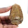 Fossile de trilobite - 0