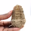 Fossile de trilobite du Maroc