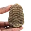 Trilobite brut - 0