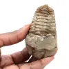 Trilobite fossile - 0