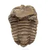 Trilobite fossile Maroc - 1