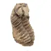 Trilobite fossile Maroc - 3