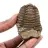 Trilobite fossile Maroc