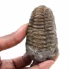 Trilobite fossile du Maroc