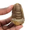 Trilobite brut - 0