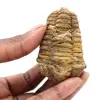 Trilobite fossile brut - 0