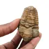 Trilobite brut du Maroc - 0