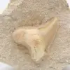 Fossile d’otodus Maroc - 1