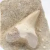Dent fossile sur gangue - 1