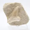 Dent fossile - 0