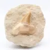 Dent fossile - 0