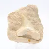 Dent fossile - 0