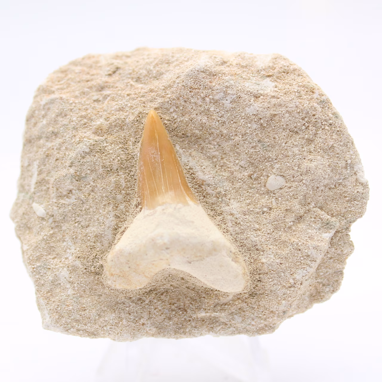 Dent de requin otodus fossile