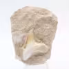 Dent fossile de requin otodus