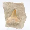 Fossile otodus Maroc - 0