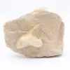Dent de requin fossile sur gangue - 0