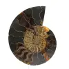 Ammonite - 0