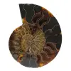 Ammonite naturelle fossile - 0