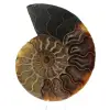 Ammonite une pièce - 0