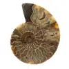 Ammonite sciée polie - 0