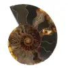 Ammonite de Madagascar - 0