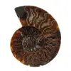 Ammonite une pièce - 0