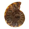 Ammonite fossilisée polie - 0