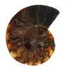 Fossile d'ammonite poli - 0