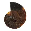 Ammonite naturelle fossile - 0