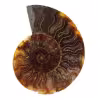 Ammonite fossilisée polie