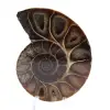 Ammonite - 0