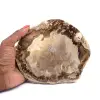 Bois fossile - 0