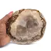 Bois fossile - 0
