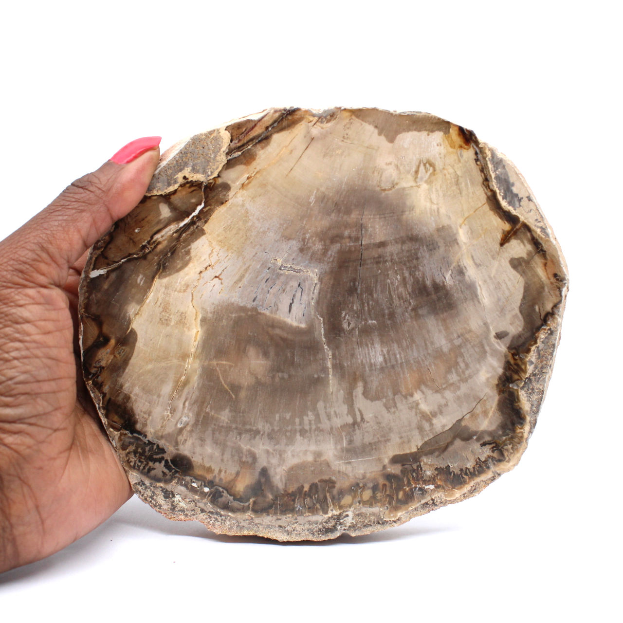 Bois fossile