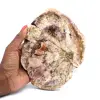 Bois silicifié  - 0