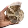Ammonite entière de Madagascar - 0