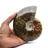 Ammonite entière polie - 0