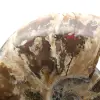 Ammonite entière fossilisée - 4