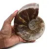 Ammonite entière naturelle fossile - 0