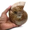 Fossile d'ammonite entière poli - 0