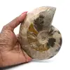 Ammonite fossile entière de Madagascar - 0