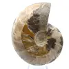 Ammonite fossile entière de Madagascar - 1