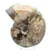 Ammonite fossile entière de Madagascar - 2