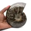 Fossile d'ammonite entière poli - 0