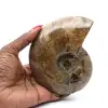 Ammonite entière fossile polie de Madagascar - 0