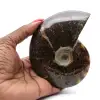 Ammonite - 0