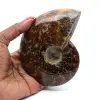 Ammonite polie naturelle de Madagascar - 0