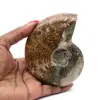 Ammonite naturelle polie fossile - 0
